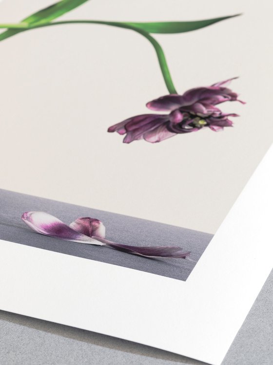 Fallen Petals