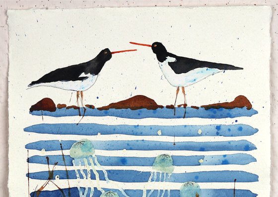 Oystercatchers