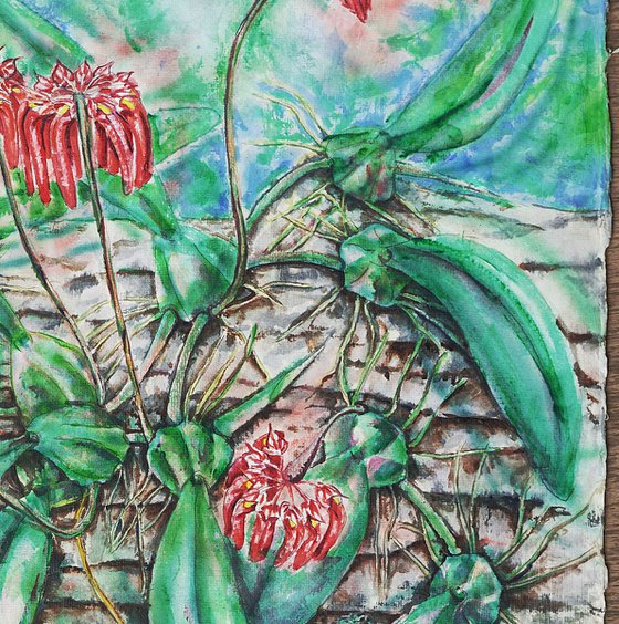 Cirrhopetalum, colour, Wild Orchids of Asia
