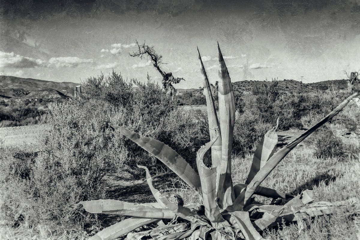Paysage desertique au Cactus (Piezography) by Lionel Le Jeune