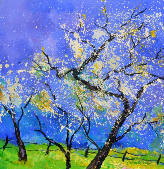 Appletrees in spring