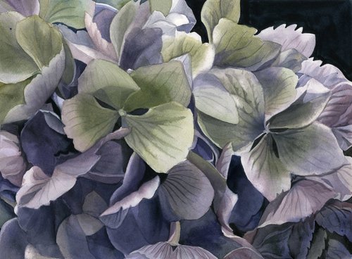 spring hydrangea watercolor by Alfred  Ng