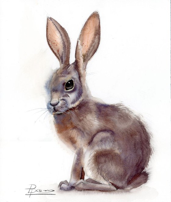 Hare (Rabbit)