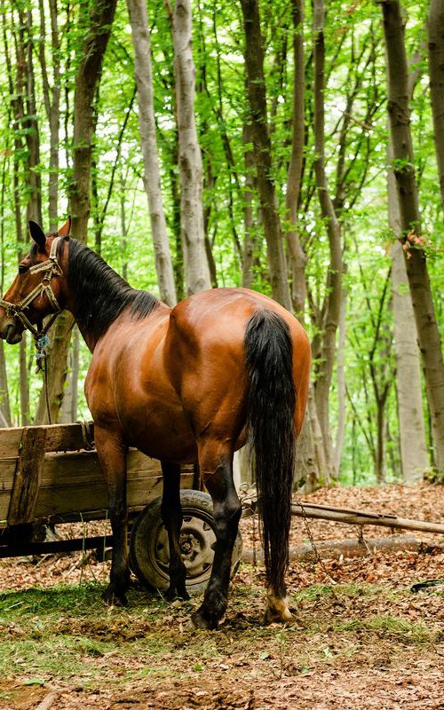 Transylvanian Horses by Tom Hanslien
