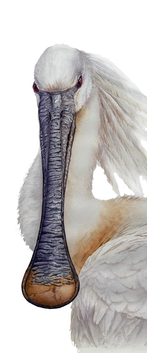 White Spoonbill Portrait by Tetiana Savchenko