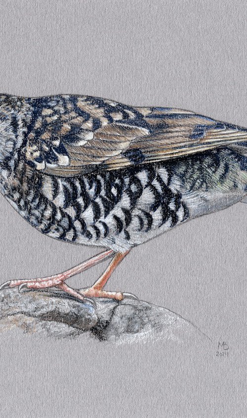 Scaly thrush by Mikhail Vedernikov