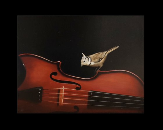 Crested tit on a violin