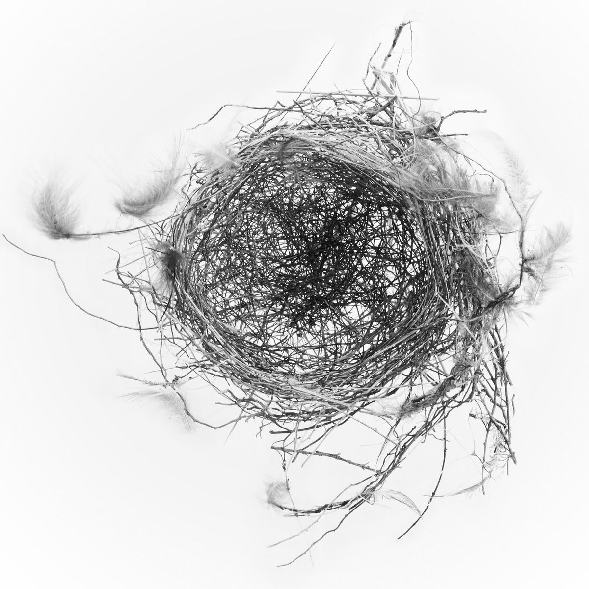 Nest I by stefano azario