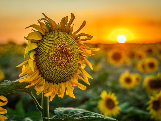 Golden Silence III – Last Light