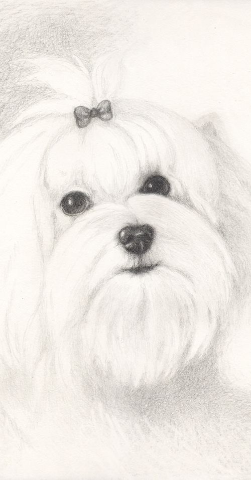 Maltese by Jolanta Czarnecka