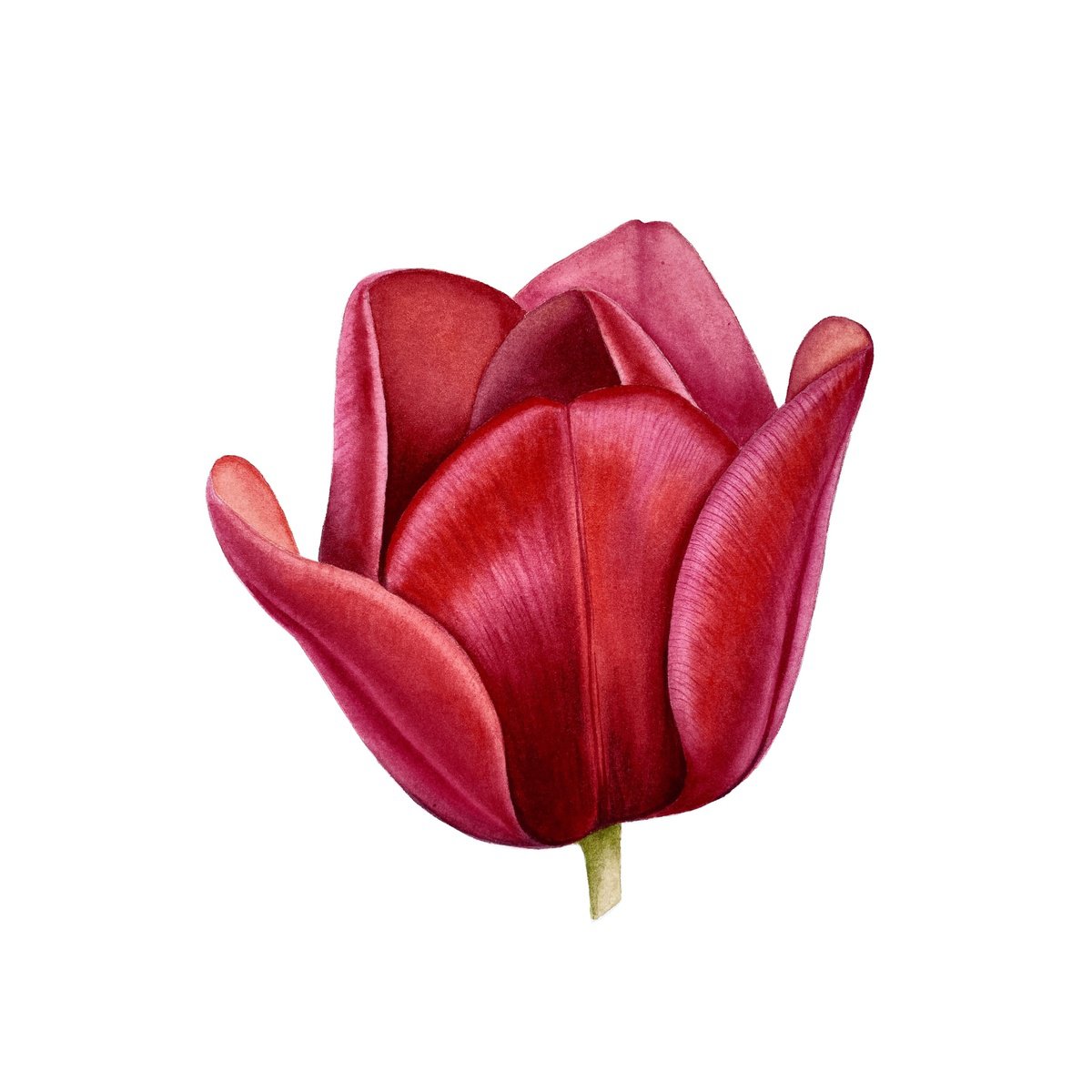 Watercolot red tulip by Tina Shyfruk