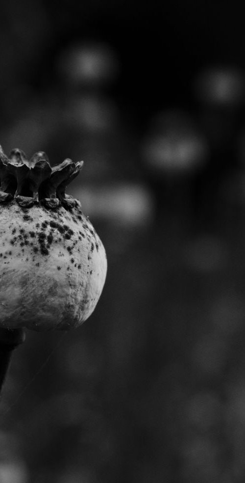 Seedhead I by Charles Brabin