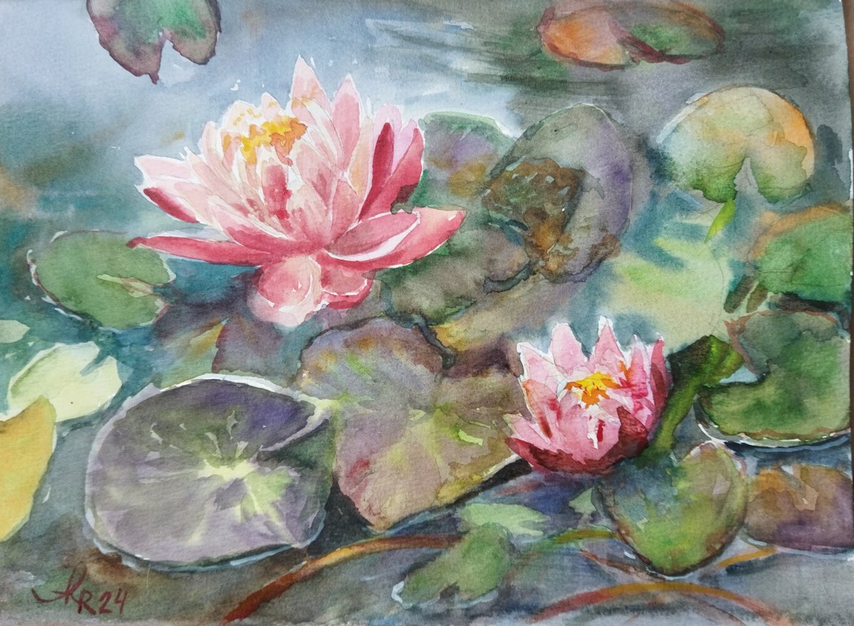 Pink water lily by Ann Krasikova