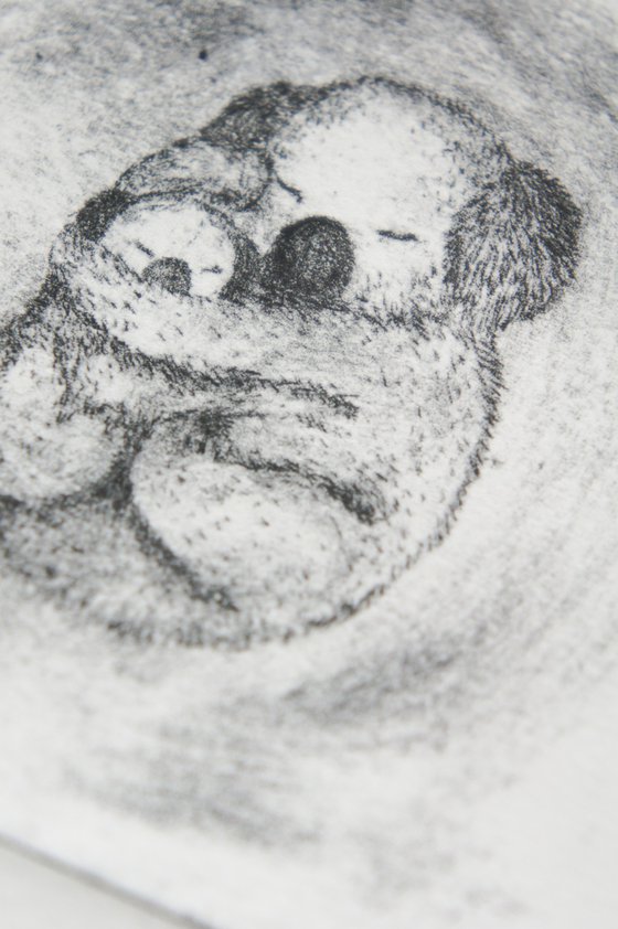 Koala Bear Mother And Baby