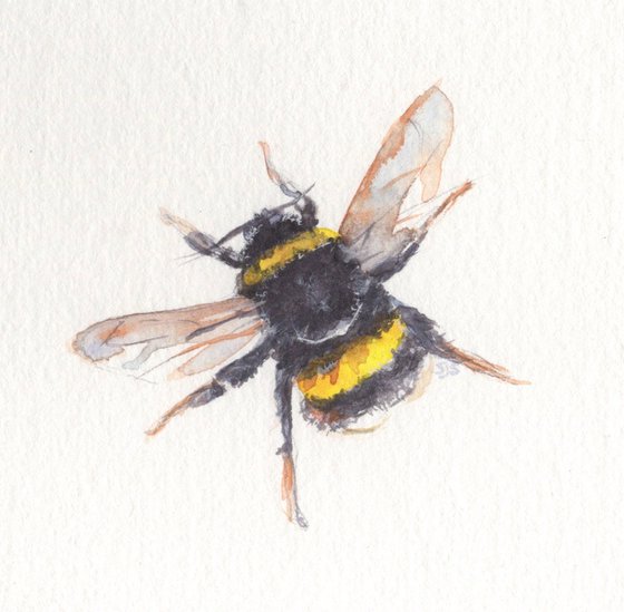 Framed Watercolour Bee 2