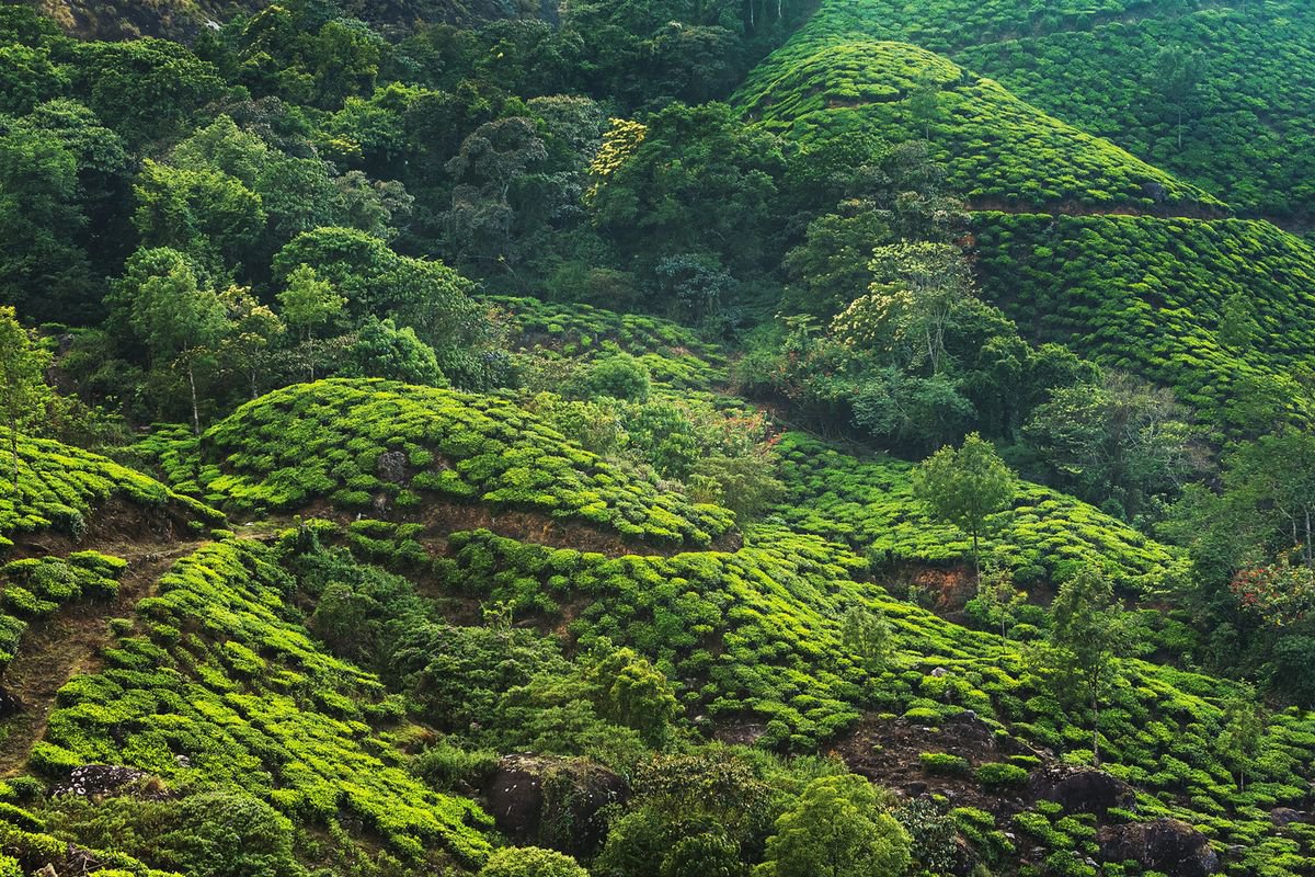 Photorealistic Landscape Photograph By Peter Zelei, 39 X 28", Tea Plantation, Original Artwork