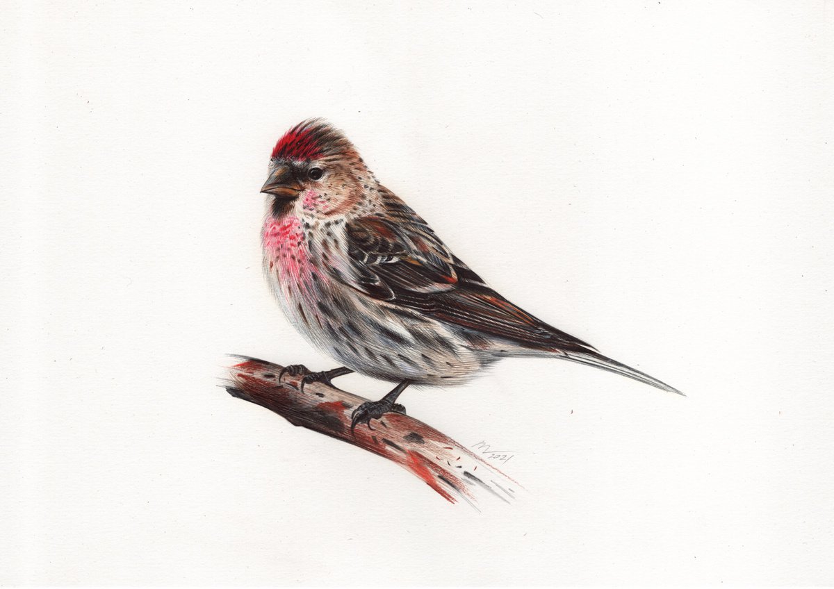 Common Redpoll or Mealy Redpoll - Bird Portrait (Realistic Ballpoint Pen Drawing) by Daria Maier