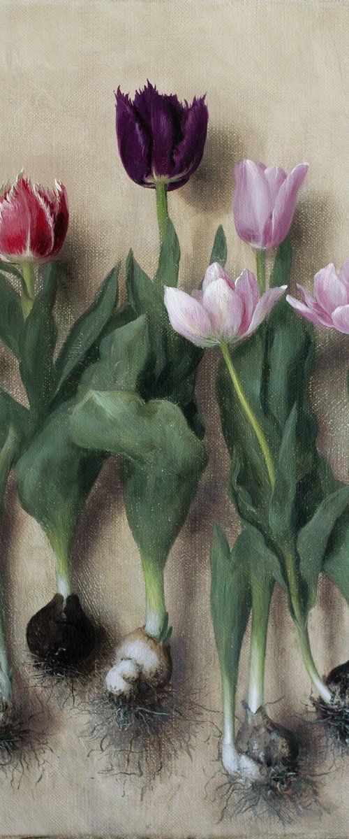 Tulip bulbs 02 by Davit Davtyan
