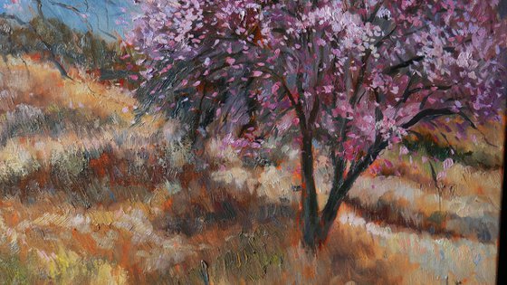 Almond Trees in Bloom