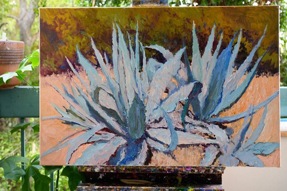 Blue Agaves