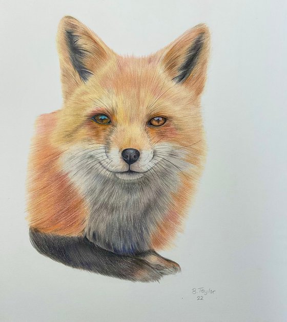 Fox drawing number 2
