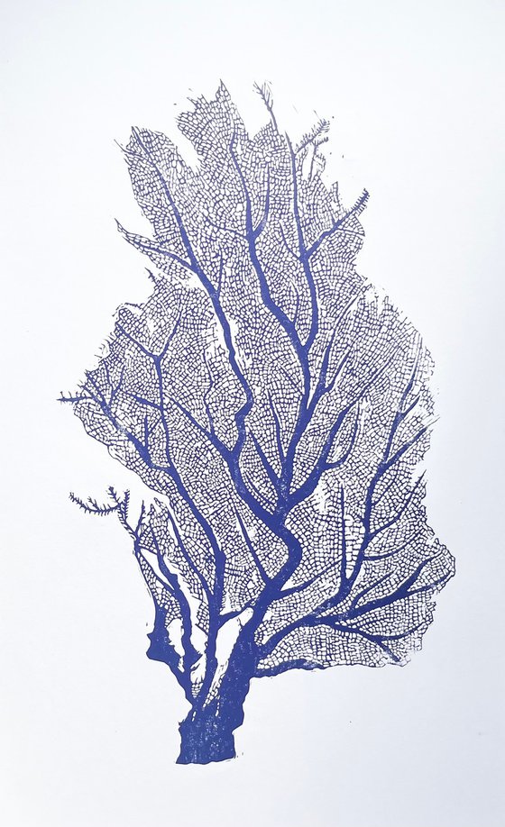 Sea Fan