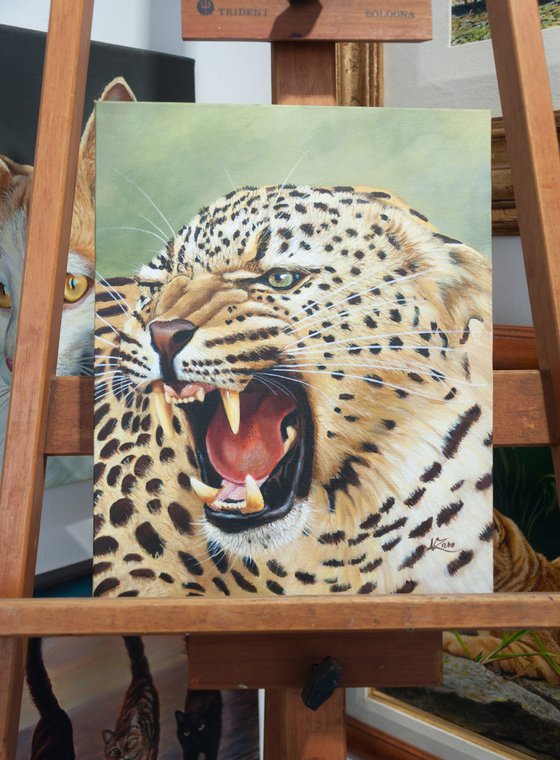 Angry leopard