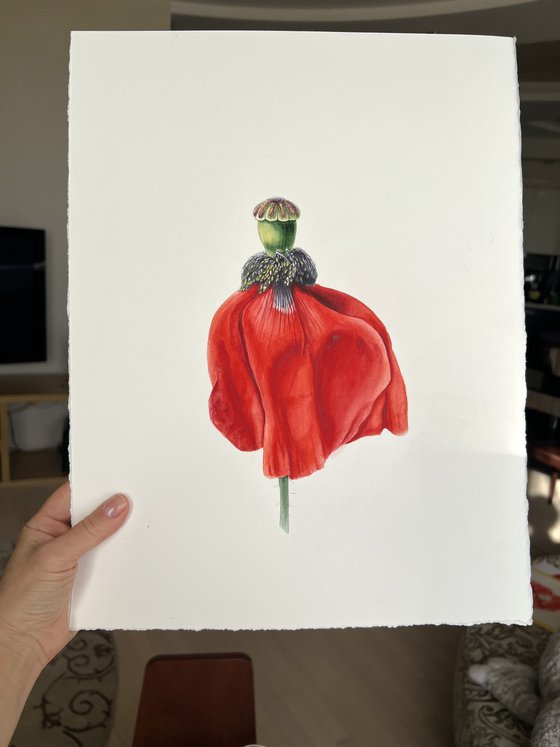 Dancing red poppy. Original watercolour artwork.