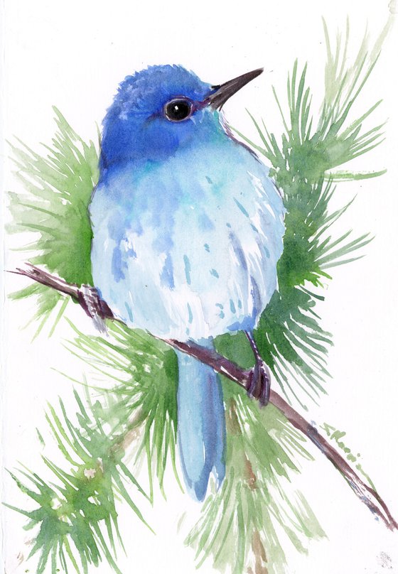 Mountain Bluebird