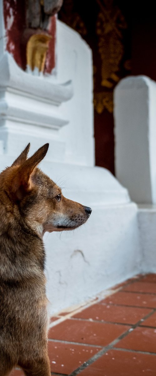 Temple Dogs of Laos No.3 by Serge Horta
