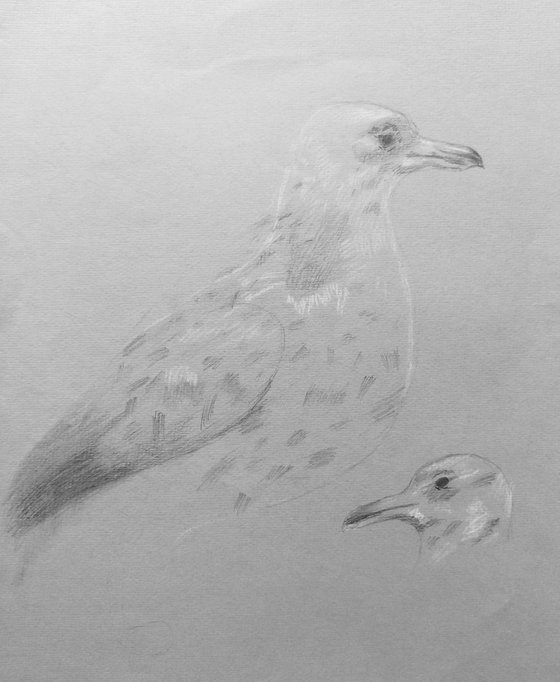 Albatross. Original pencil drawing on gray paper.