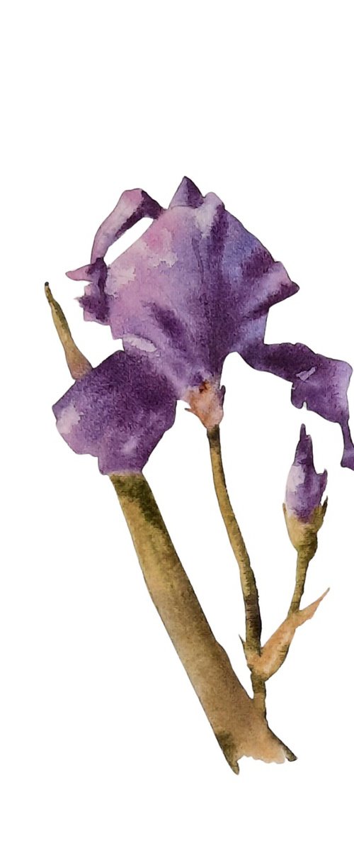 Introvet Iris - Original Watercolour  - UK Artist by Alison Fennell
