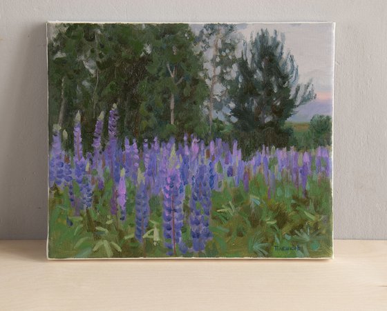 Lupine Meadow