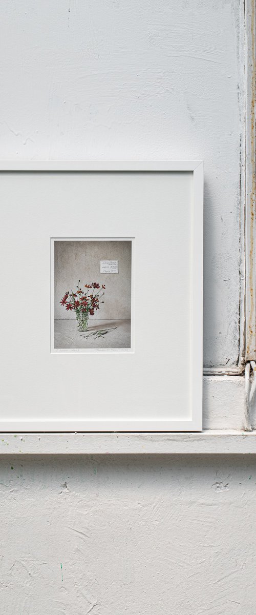 Coreopsis tinctoria by Cornelia Weber