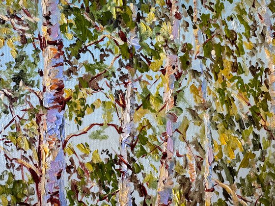 Birch Trees in the Sunshine