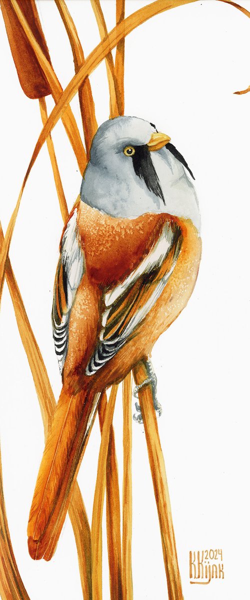 Bearded reedling by Karolina Kijak