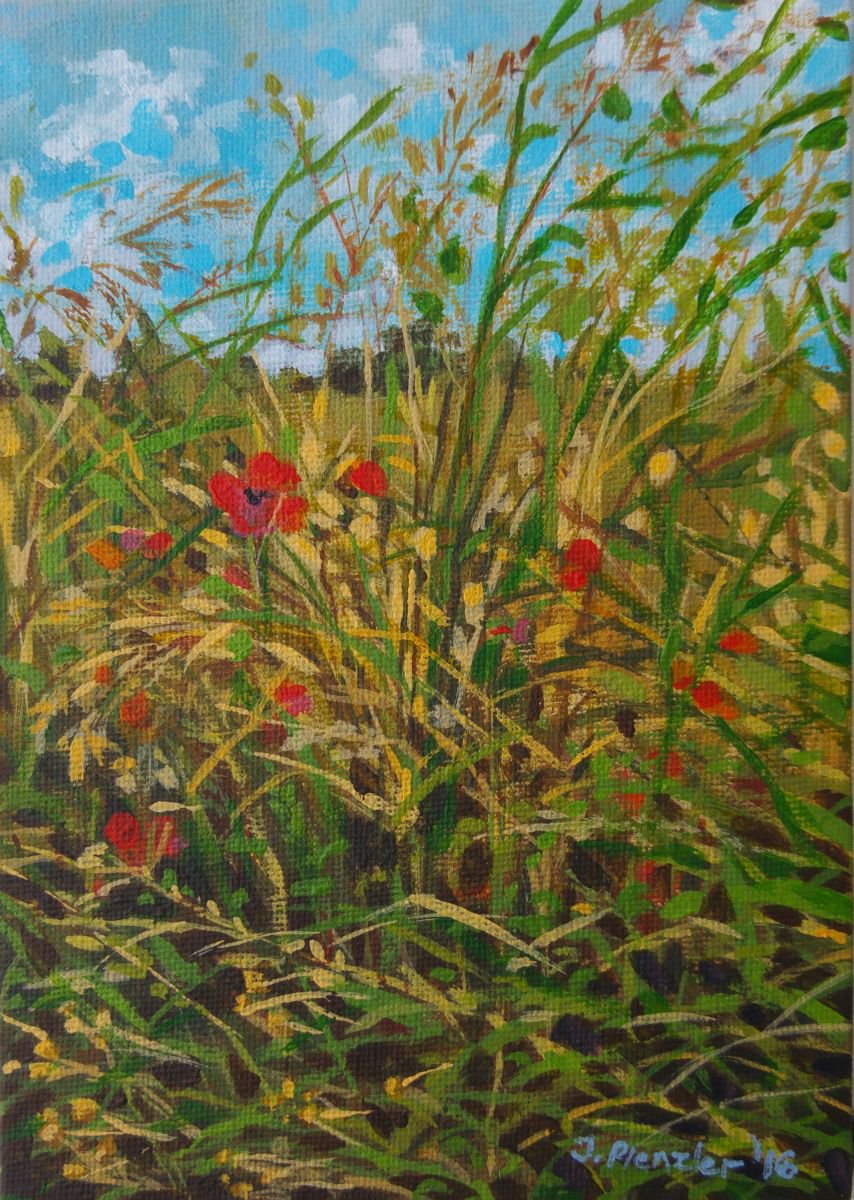 Summer meadow by Joanna Plenzler