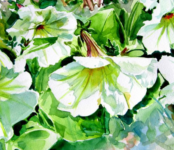 Petunia