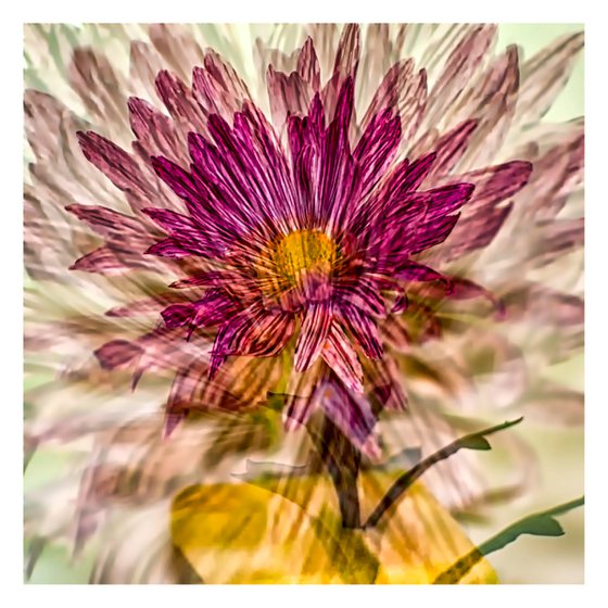 Abstract Flowers #2. Limited Edition 1/25 12x12 inch Photographic Print.