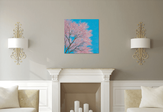 Cherry blossom dances in the blue, blue sky | 76cm x 76cm