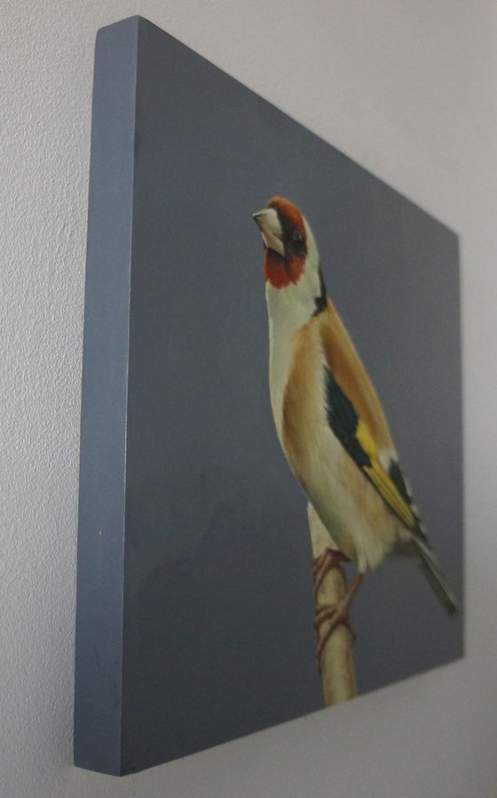 Goldfinch 2