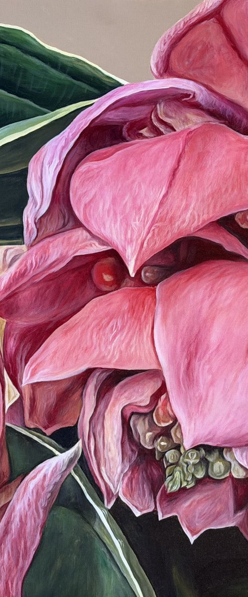 Medinilla by Valeriia Obertas