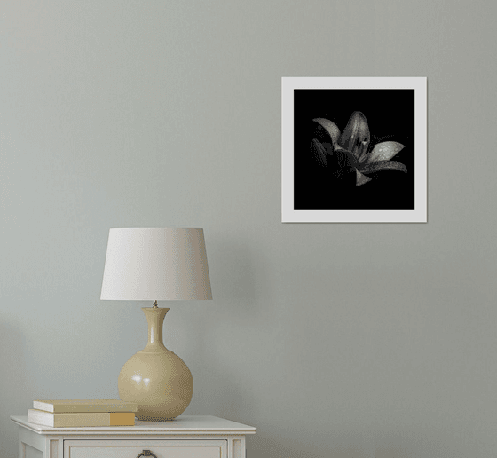 Lily Blooms Number 8 - 12x12 inch Fine Art Photography Limited Edition #1/25