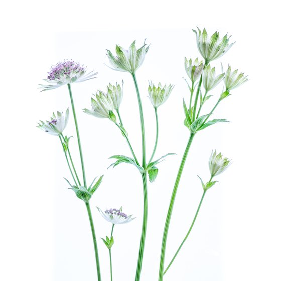 Astrantia