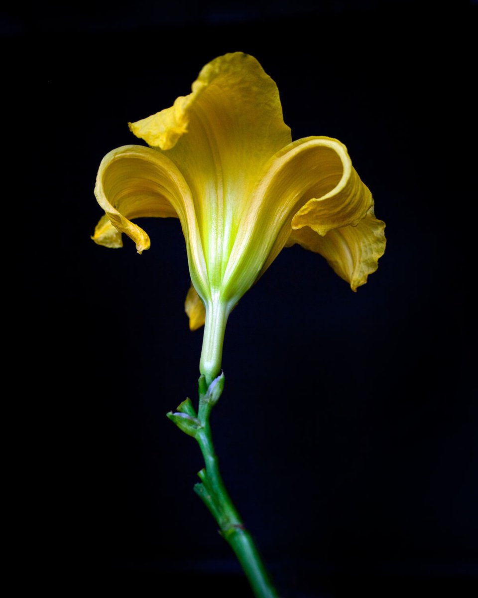 Photorealistic Botanical Photograph By Michael Filonow, 26 X 32", Botanical 63, Original Artwork
