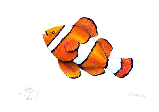 Clown Fish (Nemo)