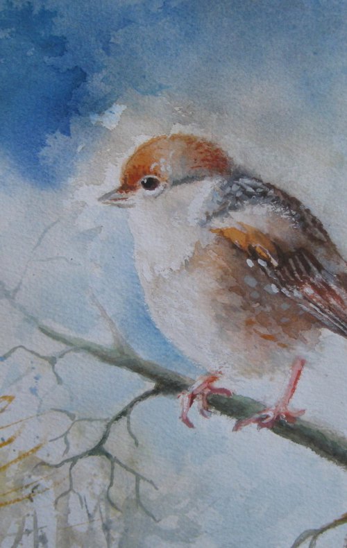 Little sparrow by Elena Oleniuc