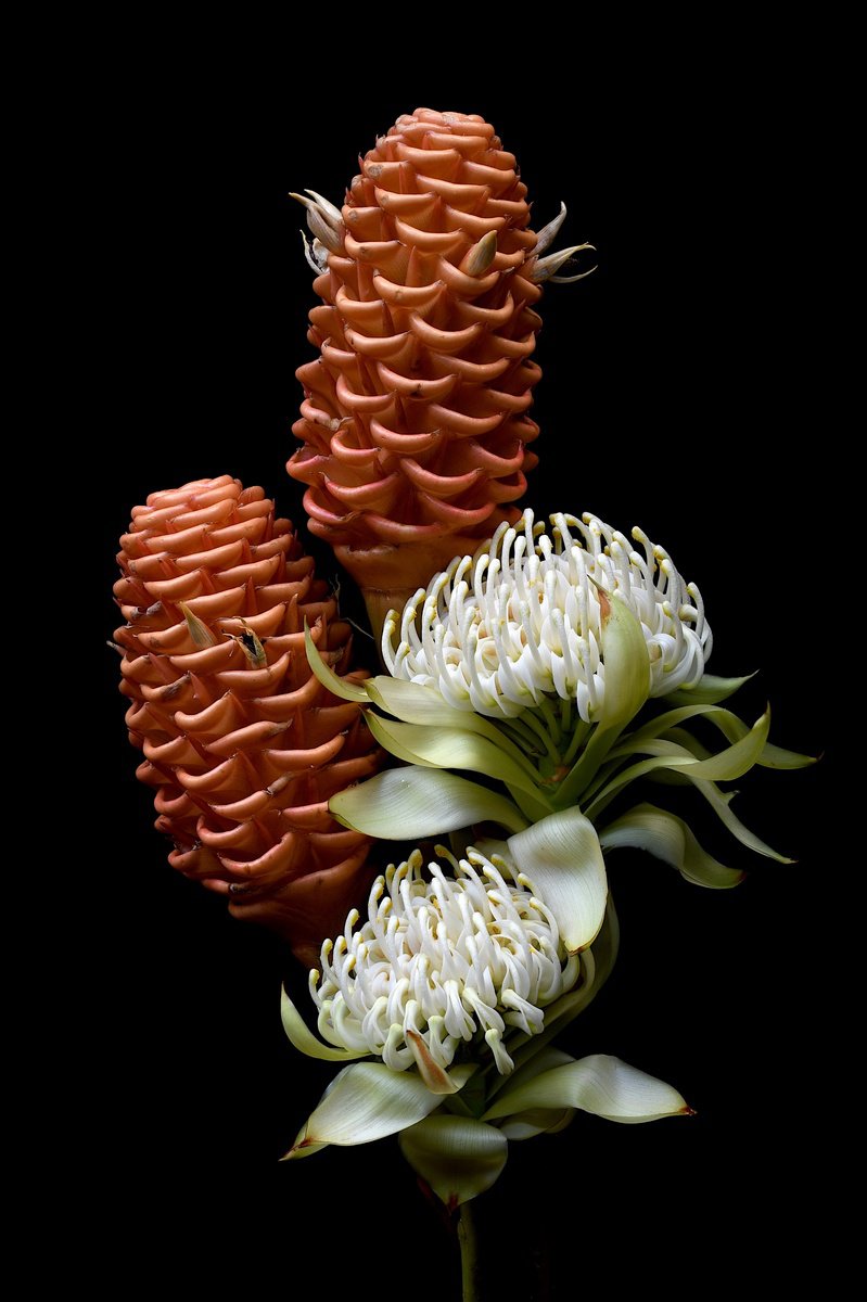 Botanical Photograph By Nadia Culph, 24 X 35", White Waratah & Beehive Ginger, Original Artwork