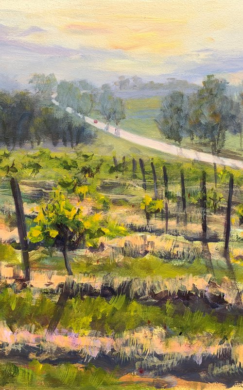 Wine yard at Hunter Valley by Shelly Du