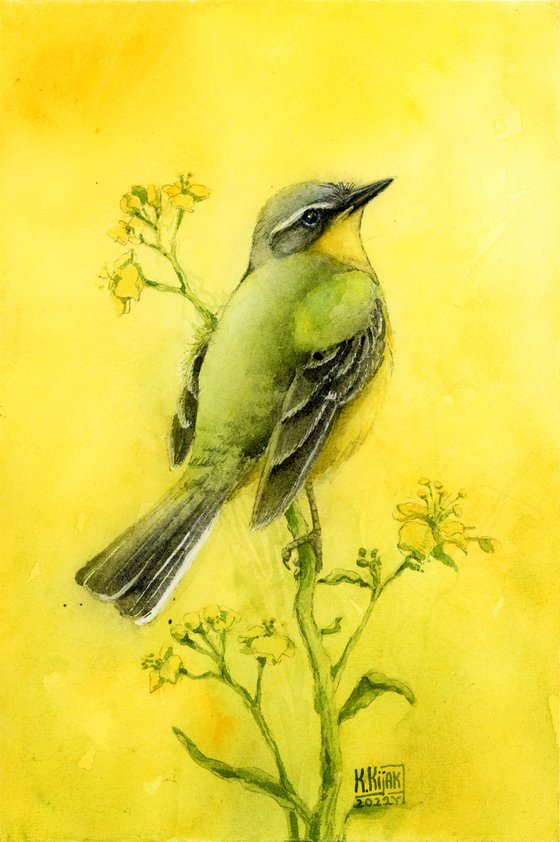 Western Yellow Wagtail, bird in watercolor